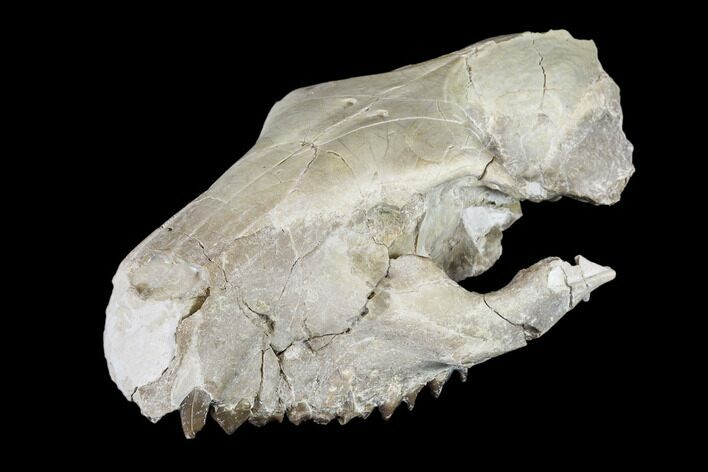 Oreodont (Merycoidodon) Partial Skull - Wyoming #113033